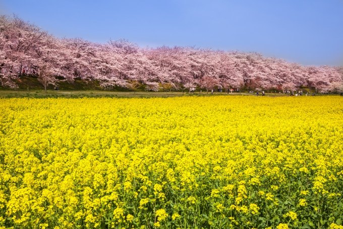 shutterstock_169896047