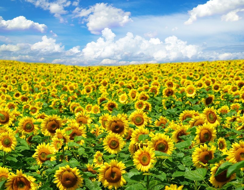 shutterstock_62473339