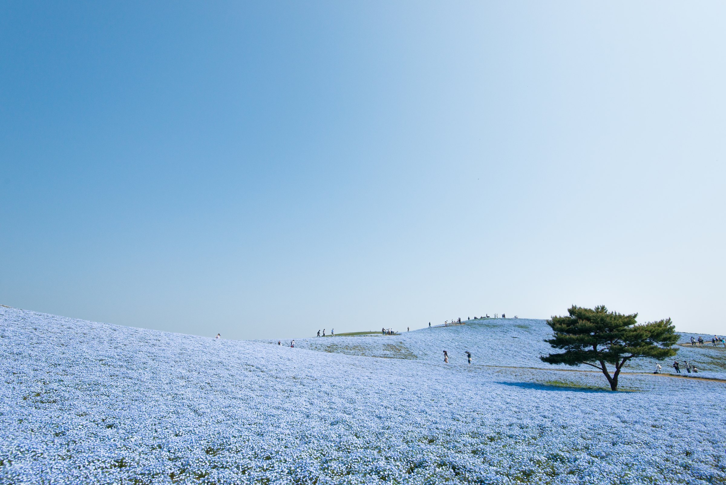 0425ひたち海浜公園_箱崎忠宏-3