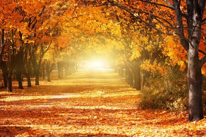 shutterstock_300990299